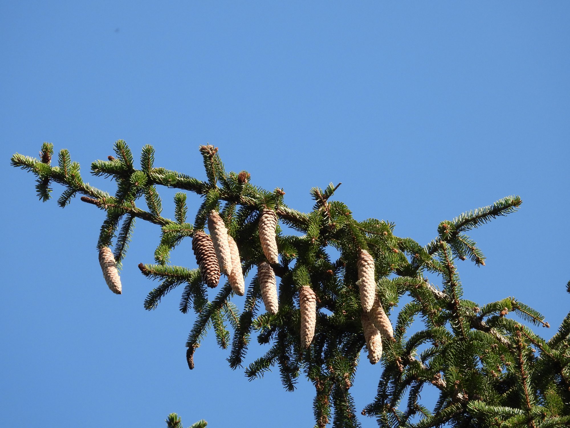 Natuur- en Boomwandelingen